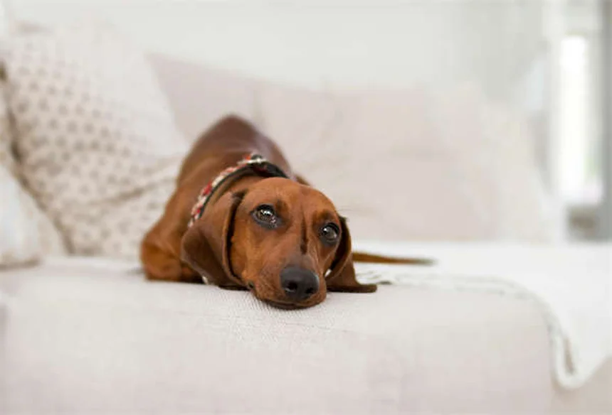 Vulva hundida en perros: síntomas, tratamiento y cómo prevenir infecciones