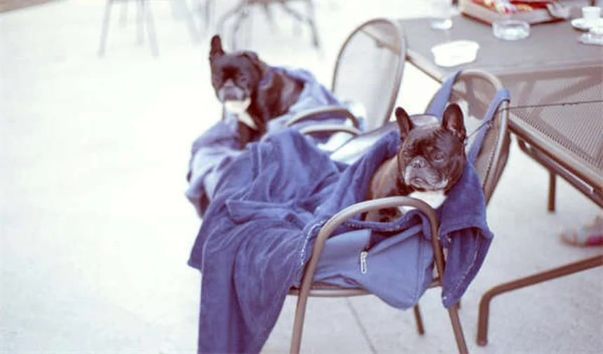 Vulva hundida en perros: síntomas, tratamiento y cómo prevenir infecciones