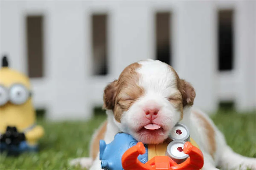 Vulva hundida en perros: síntomas, tratamiento y cómo prevenir infecciones