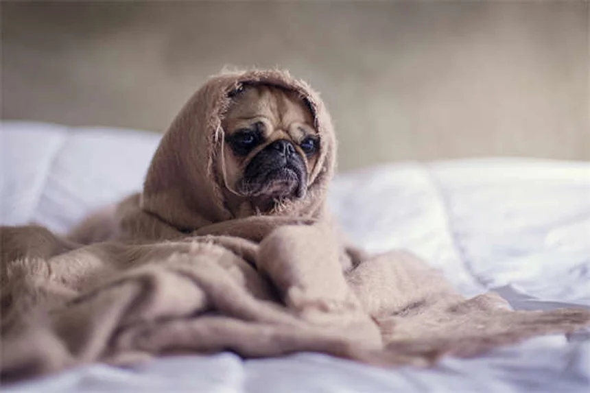 7 trucos infalibles para que tu gato duerma toda la noche