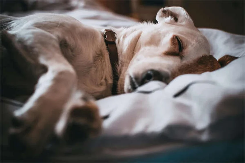 7 trucos infalibles para que tu gato duerma toda la noche