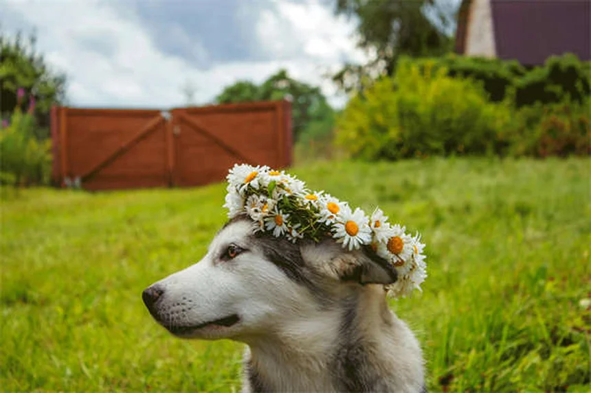 5 claves esenciales para acoger animales temporalmente y no fracasar en el intento