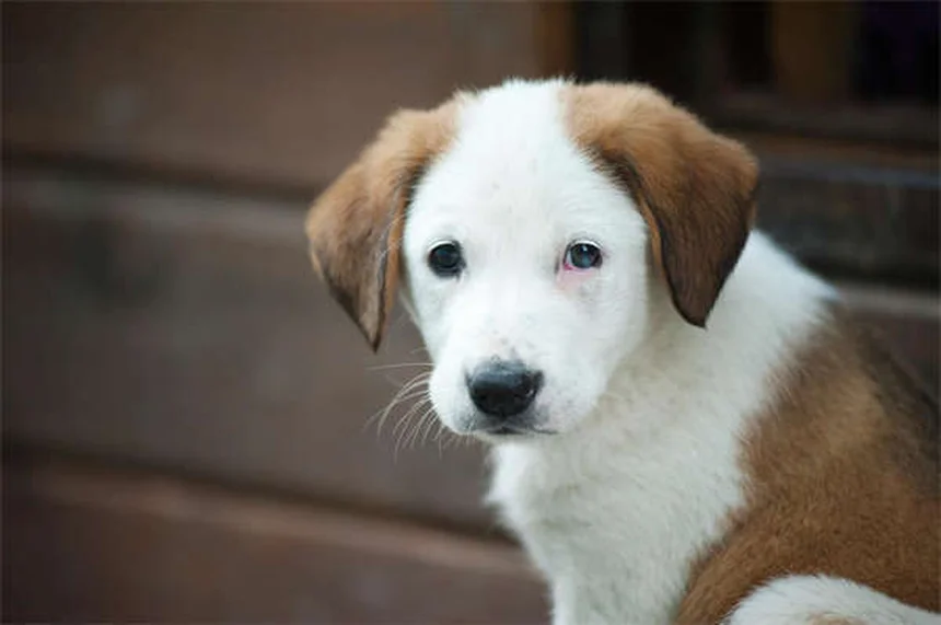 5 claves esenciales para acoger animales temporalmente y no fracasar en el intento