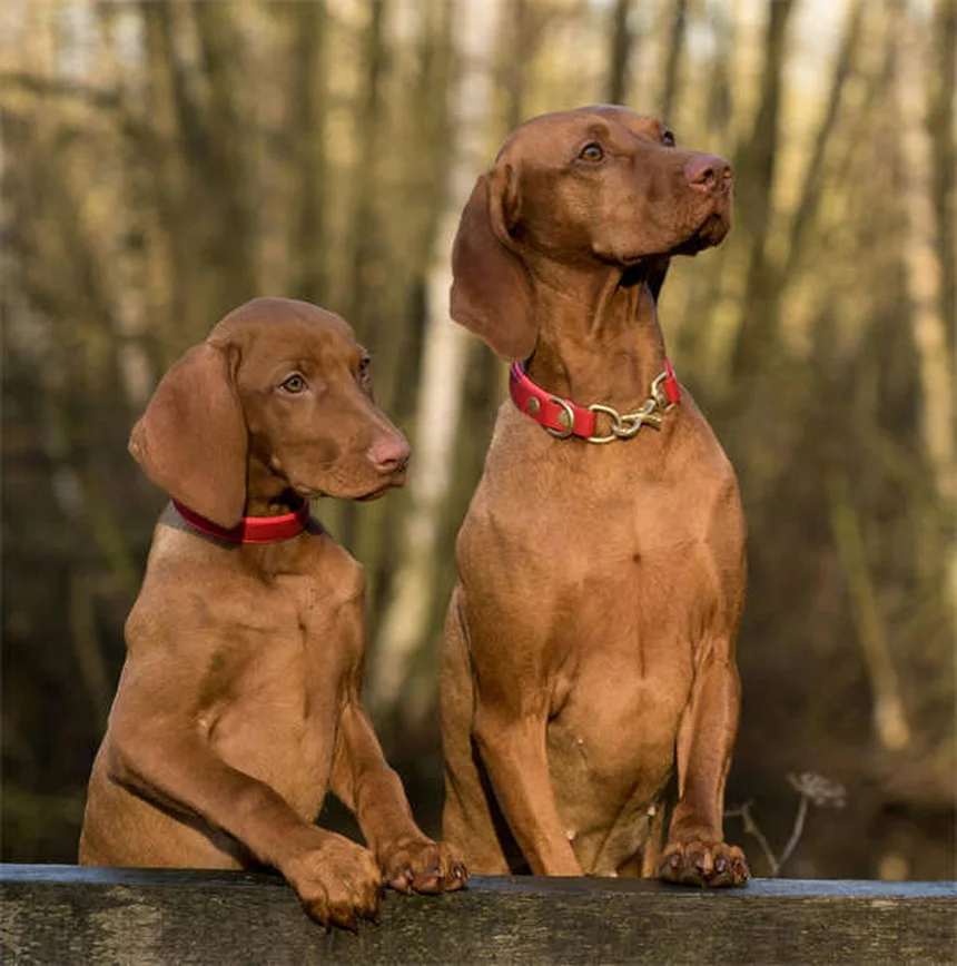 Labradoodle y Goldendoodle: las 2 razas Doodle más populares en España