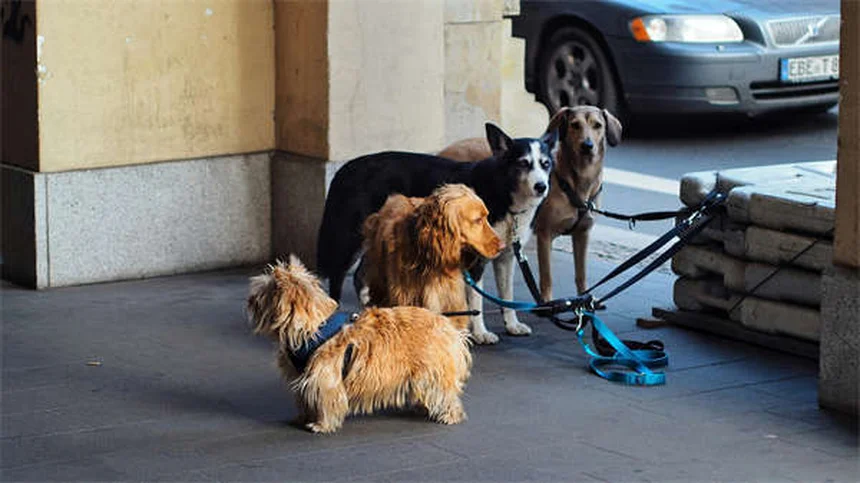 5 señales de que tu caballo está comiendo heno con moho