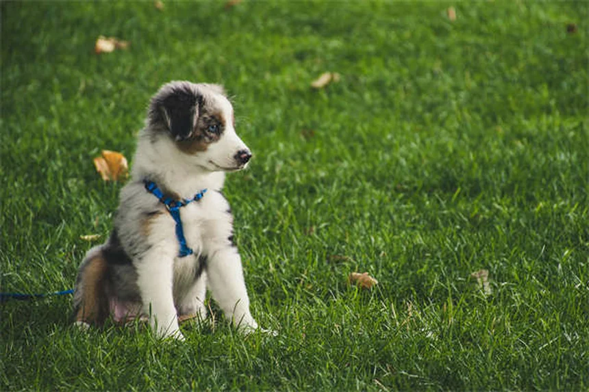 Comtois: Todo sobre este increíble caballo de tiro francés