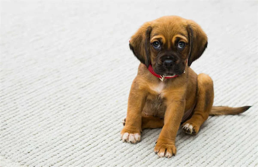Leucemia en perros: síntomas, tratamiento y esperanza de vida