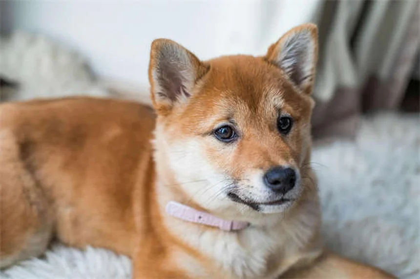 Juguetes de enriquecimiento para perros: ¡La clave para un can feliz!