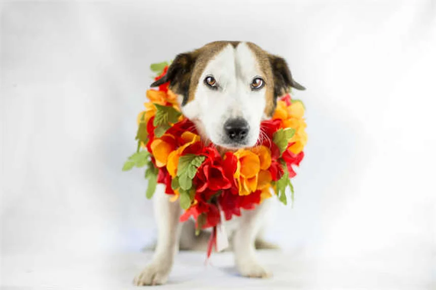 Juguetes de enriquecimiento para perros: ¡La clave para un can feliz!