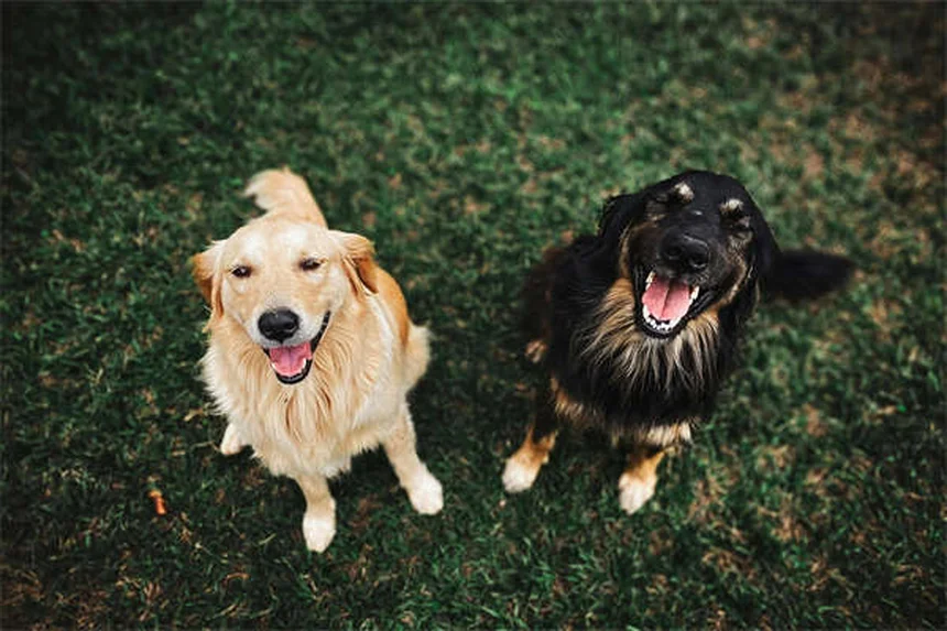 ¿Por qué a los perros les encantan las caricias en la panza? Descubre los secretos científicos