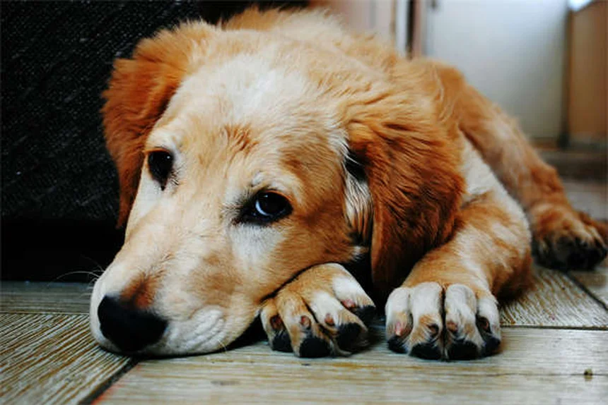¿Por qué los perros inclinan la cabeza? La adorable razón científica