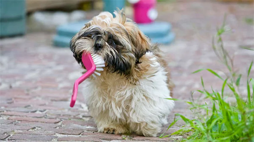 ¿Por qué los perros inclinan la cabeza? La adorable razón científica