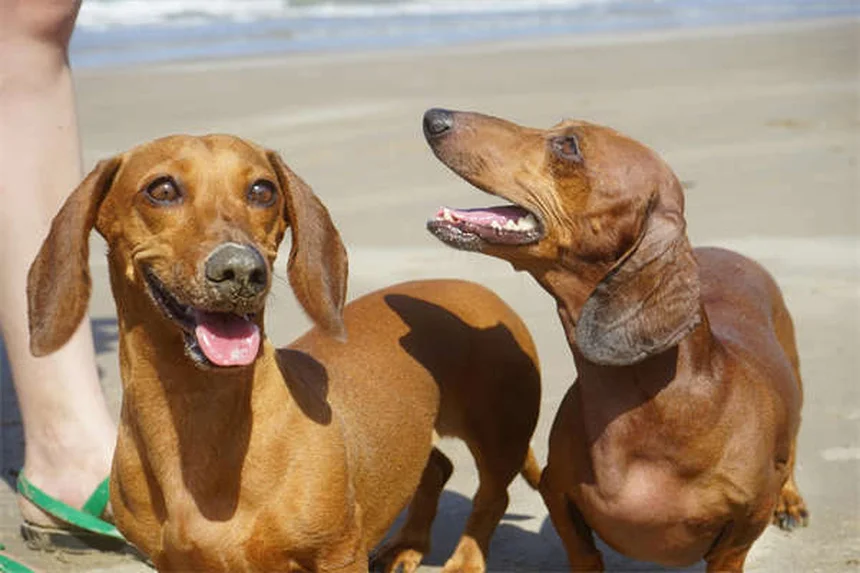 Entrenar perros mayores: 5 trucos infalibles para enseñar a tu perro senior