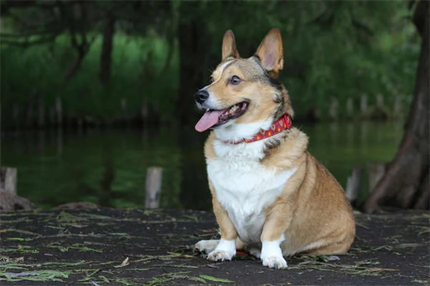 Entrenar perros sordos: 7 técnicas infalibles para comunicarte