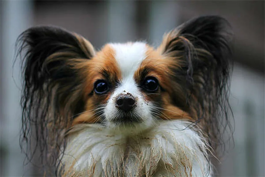 ¿Cuándo dar la medicación a tu mascota? 5 claves que debes saber
