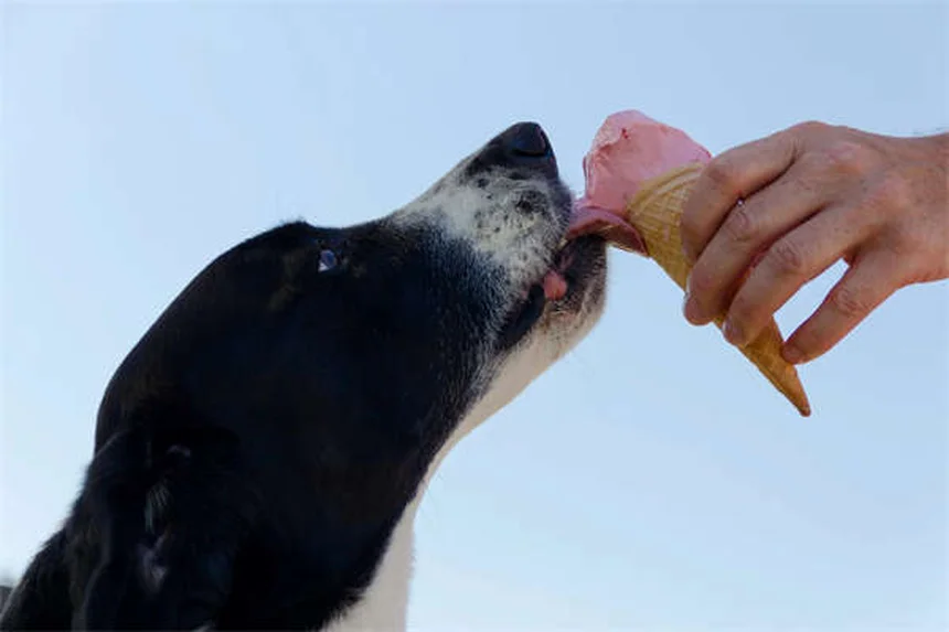 Ejercicio para perros con cáncer: Guía completa para dueños