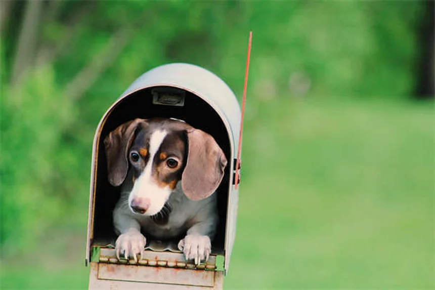 ¿Por qué los gatos inclinan la cabeza? Descubre si es normal o preocupante