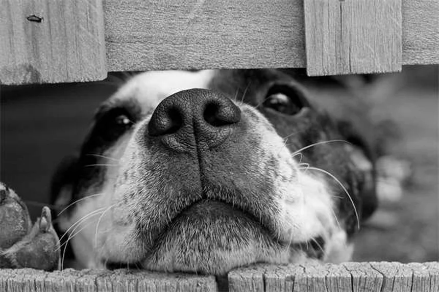 Infecciones renales en perros: Síntomas, tratamiento y cómo prevenirlas