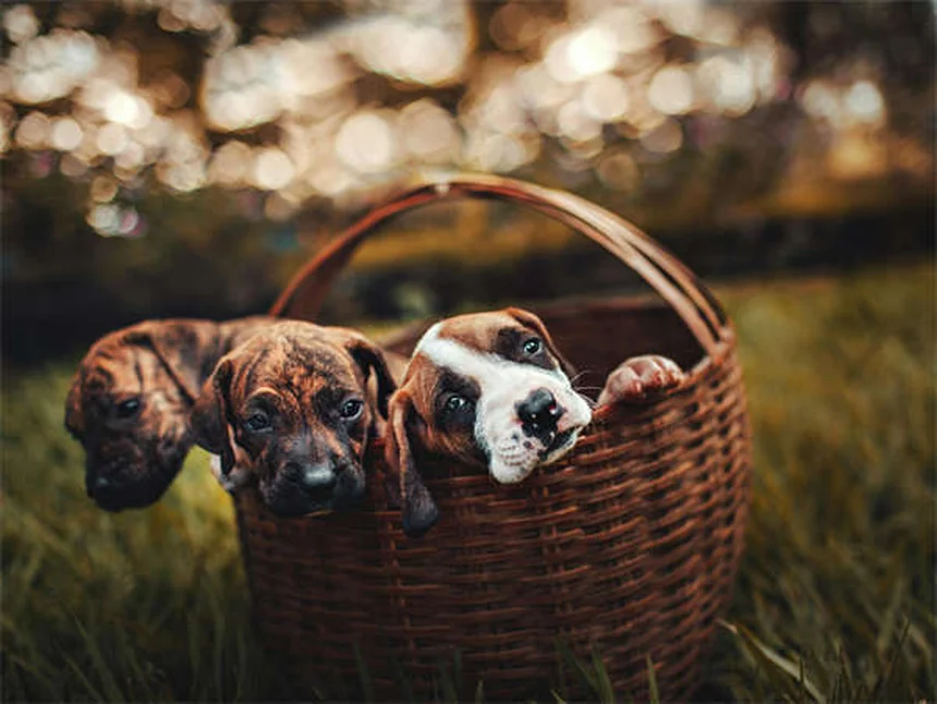 7 trucos infalibles para preparar tu casa para un gatito (¡y evitar sustos!)