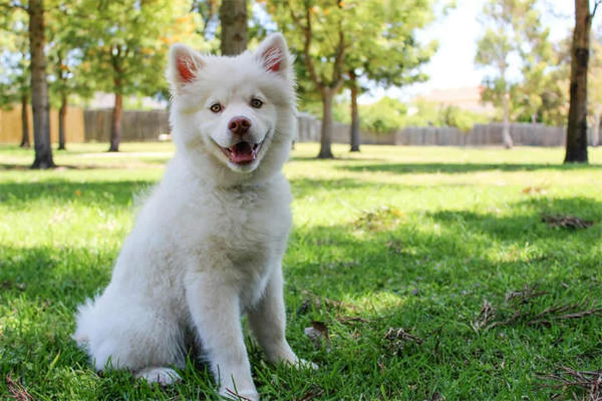 ¿Pueden los gatos comer cebolla? La verdad que todo dueño debe saber