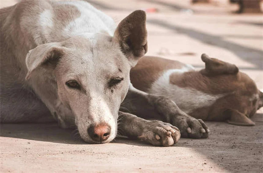¿Cuánto vive un conejo? Descubre cómo alargar su vida hasta 12 años