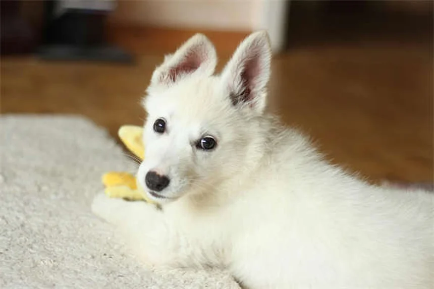 Bromuro de potasio para perros: Guía completa sobre este tratamiento para la epilepsia canina