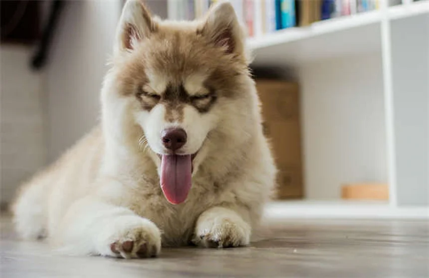 ¿Pueden los perros reconocer a otros perros solo con la vista? Descúbrelo aquí