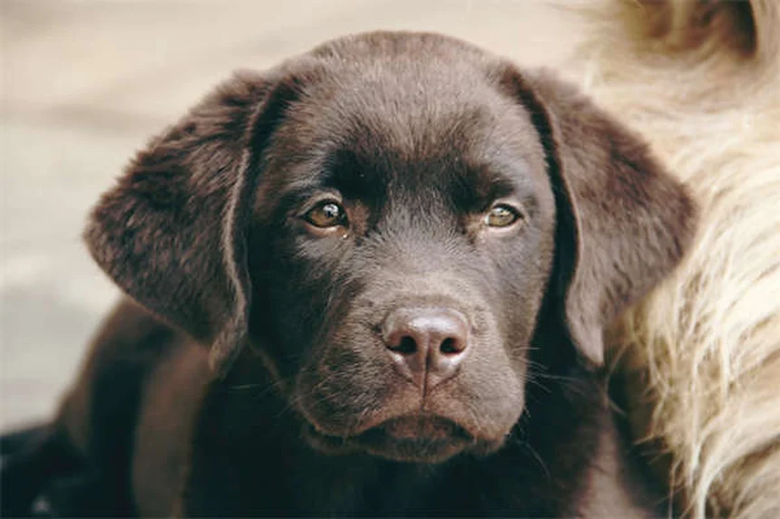 ¿Cuál es la temperatura normal de un perro? Guía completa para dueños