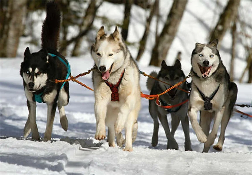7 peligros de no socializar a tu perro y cómo evitarlos