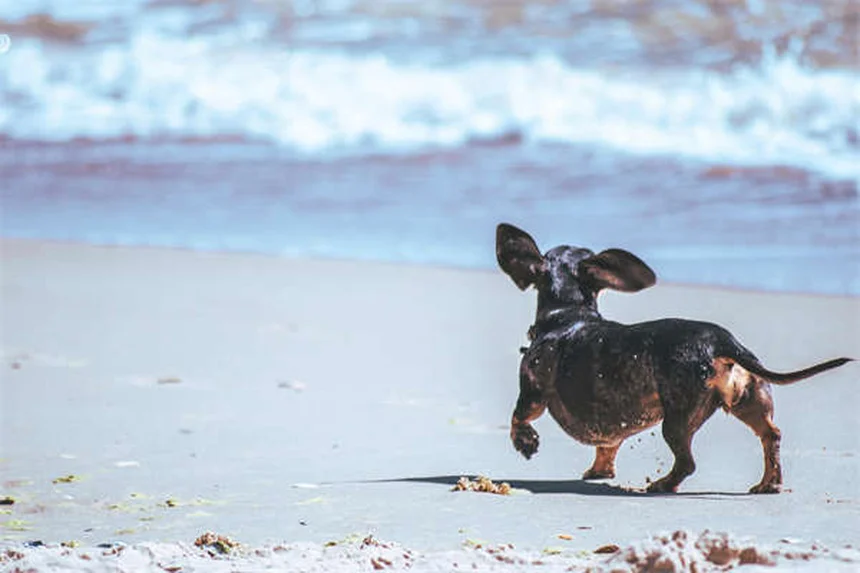 ¿Los perros tienen sentido del tiempo? Descubre cómo lo perciben
