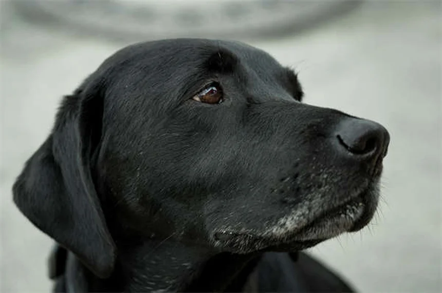 Trasplante fecal para perros: ¿la solución a la diarrea crónica?