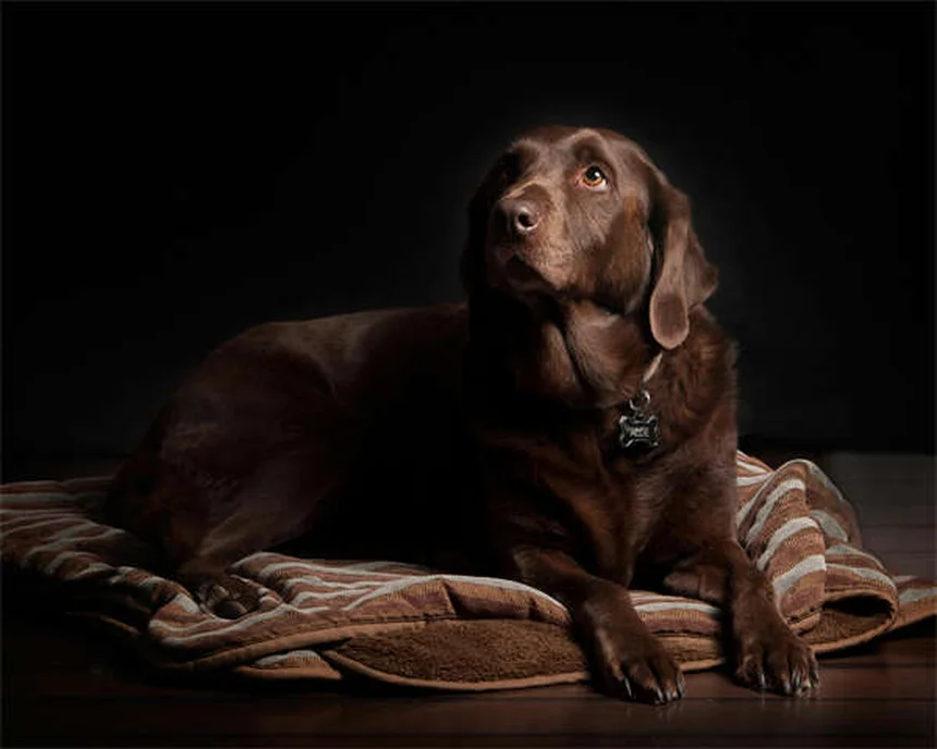 Trasplante fecal para perros: ¿la solución a la diarrea crónica?