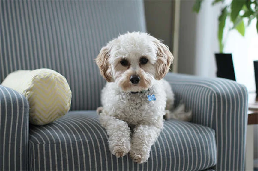 Trasplante fecal para perros: ¿la solución a la diarrea crónica?