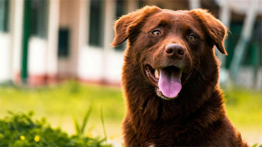 Jadeo en perros: causas y cuándo preocuparse