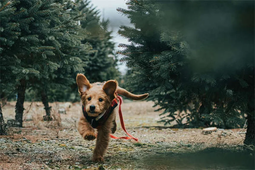 Jadeo en perros: causas y cuándo preocuparse