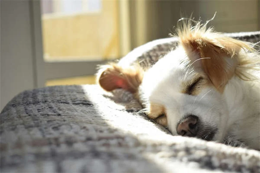 Jadeo en perros: causas y cuándo preocuparse