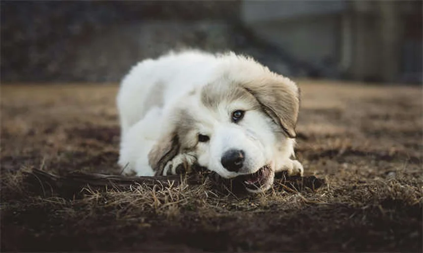 Imodium para perros: ¿Es seguro? Dosis y alternativas naturales