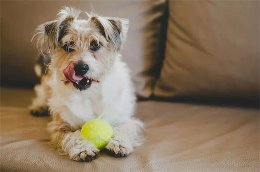 Imodium para perros: ¿Es seguro? Dosis y alternativas naturales