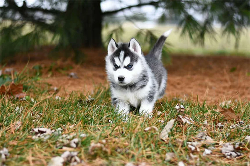 Cerumene™ para perros y gatos: solución efectiva para limpiar orejas