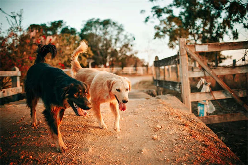 Cerumene™ para perros y gatos: solución efectiva para limpiar orejas