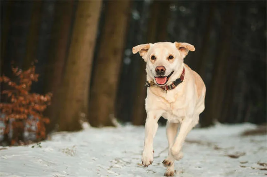 ¿Los perros pueden tener trastorno bipolar? Descubre la verdad sobre sus cambios de humor