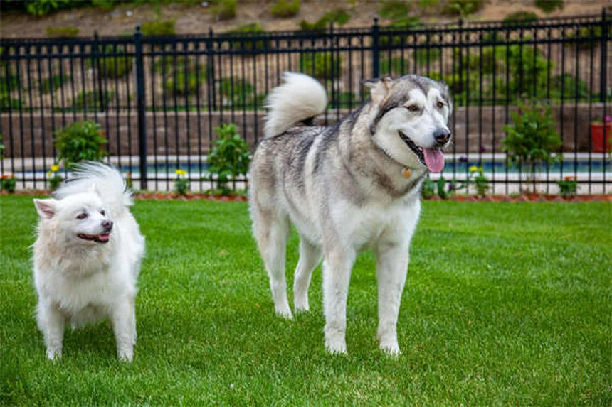 ¿Los perros pueden tener trastorno bipolar? Descubre la verdad sobre sus cambios de humor